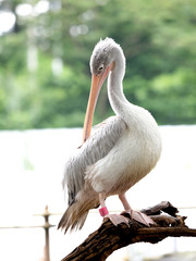 コシベニペリカン