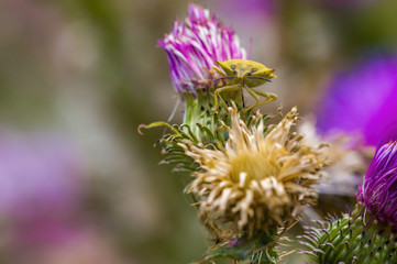 a Small beetle insect on a plant in the meadow