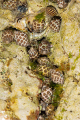 Detailed closeup macro photo of seashells