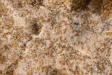 Detailed closeup macro photo of seashells