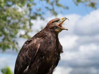 Eagle closeup portrait. Golden x Steepe eagle.