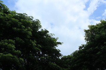 clouds and trees