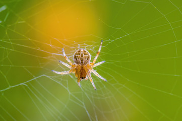 a Small spider insect on a plant in the meadow