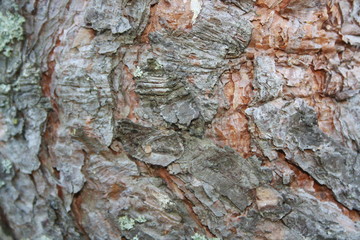Natural bark background or texture. Pine tree. Abstract