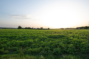 Fototapeta na wymiar Peanut plants at sunset growing in a field in France