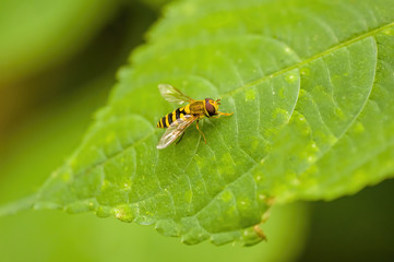 a Small wasp insect on a plant in the meadow