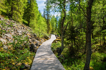 Fototapeta premium View of The Pyha-Luosto National Park in summer, wooden walkway, trees and rocks, Lapland, Finland