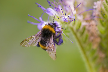 a Small wasp insect on a plant in the meadow