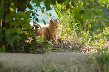 A red-haired tabby kitten sits among the plants in the garden.