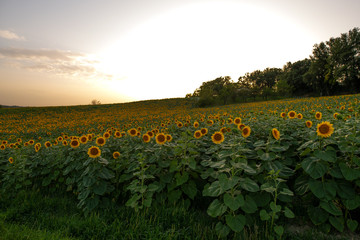 Field of sunflowers at dusk