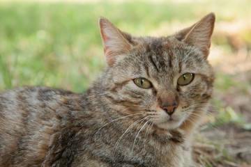 A tabby cat looks at the camera in a garden of a rural area.