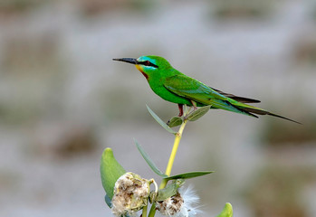 blue cheeked bee eater  on the branch 