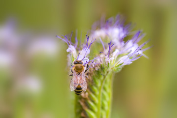 a Small wasp insect on a plant in the meadow