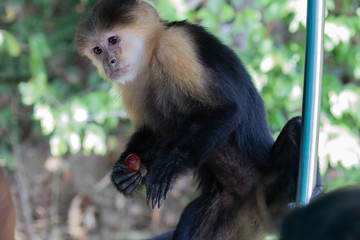 Views of a Panamanian white-headed or white-faced Capuchin Monkey (scientific name Cebus imitator), Panama