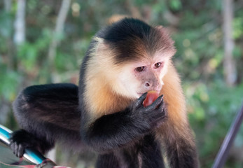 Views of a Panamanian white-headed or white-faced Capuchin Monkey (scientific name Cebus imitator), Panama