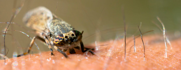 a Little fly insect on a plant in the meadow