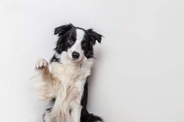 Naklejka na ściany i meble Funny studio portrait of cute smiling puppy dog border collie isolated on white background. New lovely member of family little dog gazing and waiting for reward. Funny pets animals life concept.