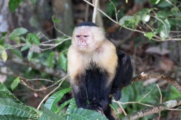 Views of a Panamanian white-headed or white-faced Capuchin Monkey (scientific name Cebus imitator), Panama