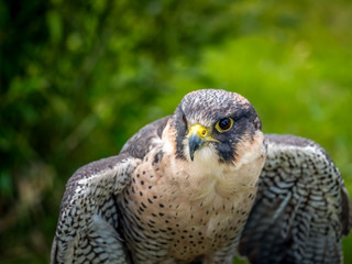 Peregrine x Lanner Falcon. Narrow depth of field.