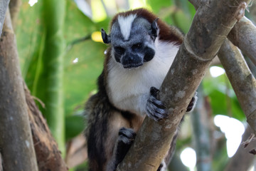 Views of Geoffroy’s tamarin monkey (scientific name Saguinus geoffroyi), Panama