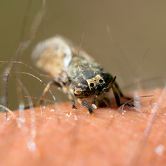 a Little fly insect on a plant in the meadow