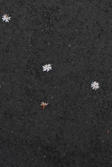 White flower on the floor of a street