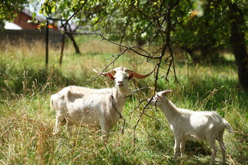 Obraz premium goats in the apple garden in summer sunny day