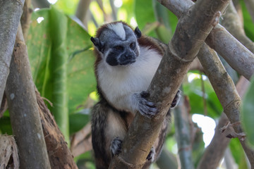 Naklejka na ściany i meble Views of Geoffroy’s tamarin monkey (scientific name Saguinus geoffroyi), Panama