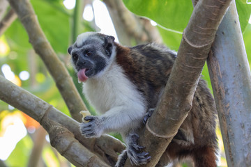 Views of Geoffroy’s tamarin monkey (scientific name Saguinus geoffroyi), Panama
