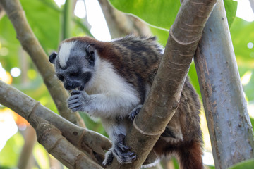 Views of Geoffroy’s tamarin monkey (scientific name Saguinus geoffroyi), Panama