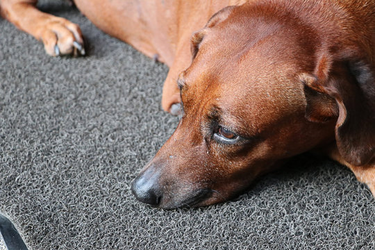 Closeup Brown Dog On The Carpet, Poor Dog