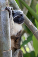 Views of Geoffroy’s tamarin monkey (scientific name Saguinus geoffroyi), Panama