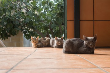 Three kittens take an afternoon nap in the yard. Two gray cats and one tabby cat sleep on the patio.