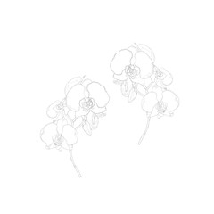 Orchid flowers sketch, black and white. Botanical illustration, isolated on white background.