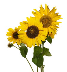Sunflowers isolated on white background with clipping path