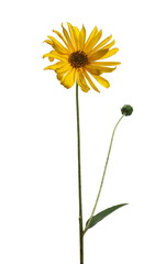 Yellow field flower isolated on white background with clipping path
