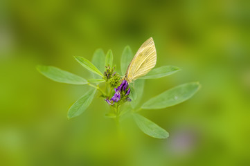 a Small butterfly insect on a plant in the meadow