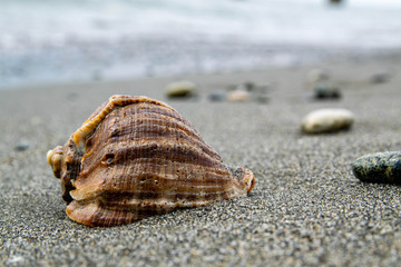 Seashell on a sand, Black Sea