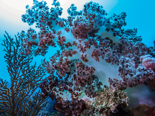 soft coral in the blue water
