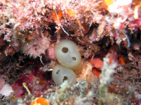 Tunicates in the small cave of coral reef