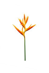 Obraz premium Heliconia psittacorum (Golden Torch) flowers, Tropical flowers isolated on white background.