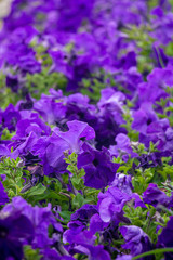 Lots of purple petunias with green leaves growing in flower garden. Field of flowers planted.