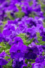 Lots of purple petunias with green leaves growing in flower garden. Field of flowers planted.