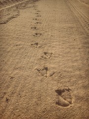 Fototapeta na wymiar Seagull’s footprints in the sand