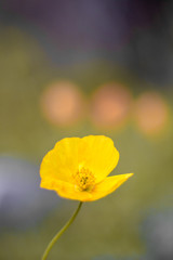Obraz premium Yellow rare mountain poppy growing high on mountain hills with green grass and three orange poppies on background. Close up photography. Isolated yellow flower.
