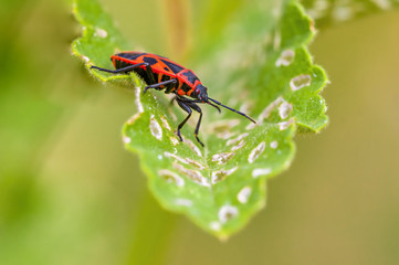 a Small beetle insect on a plant in the meadow