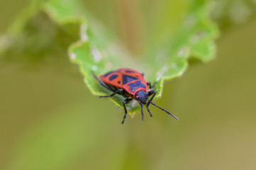 a Small beetle insect on a plant in the meadow
