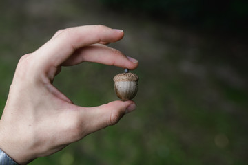 Closeup hand holding acorn. Healthy food for animals. Vegetation concept.