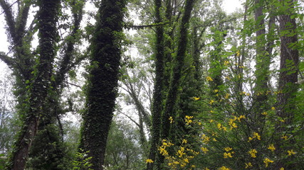 acqua, fiume, lago, paesaggio, natura, cielo, alberi, verde, pozze, foresta, erba, estate, primavera, azzurro, parco, nube, rurale, autunnale, campagn