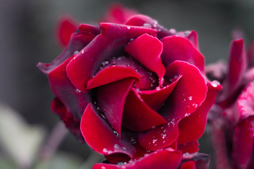 Isolated red maroon rose with fresh waterdrops on its petals. Nature beauty. Red flower. Close-up footage.